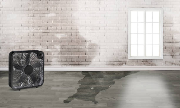 Best Water damage cleanup near me  in Cactus, TX